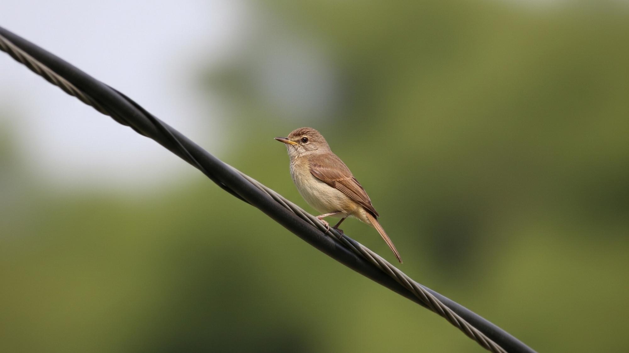 Kuşun Yol Açtığı Yangını Köylü Traktörle Söndürdü!