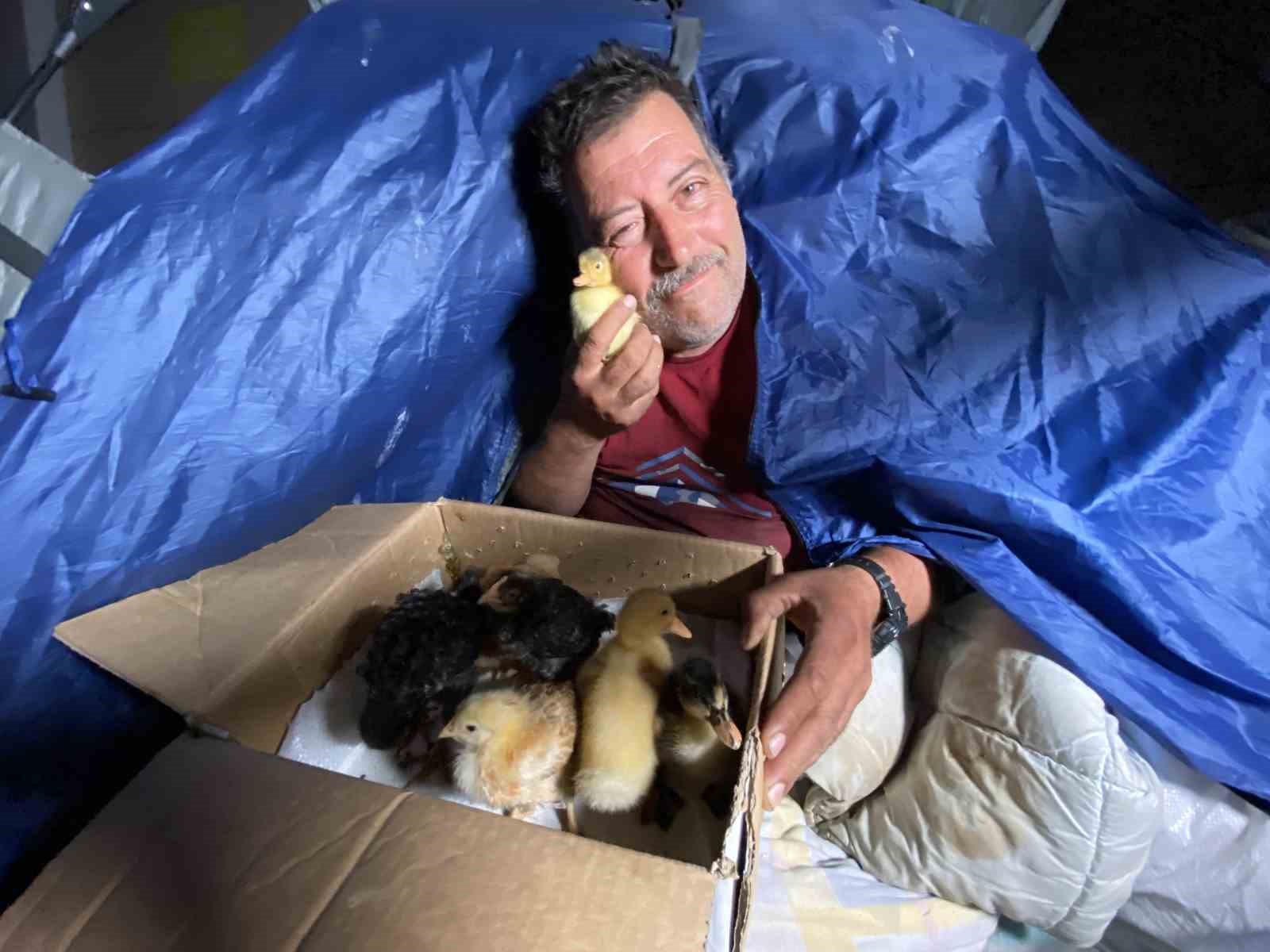 Çadırda civcivlerle zorlu yaşam