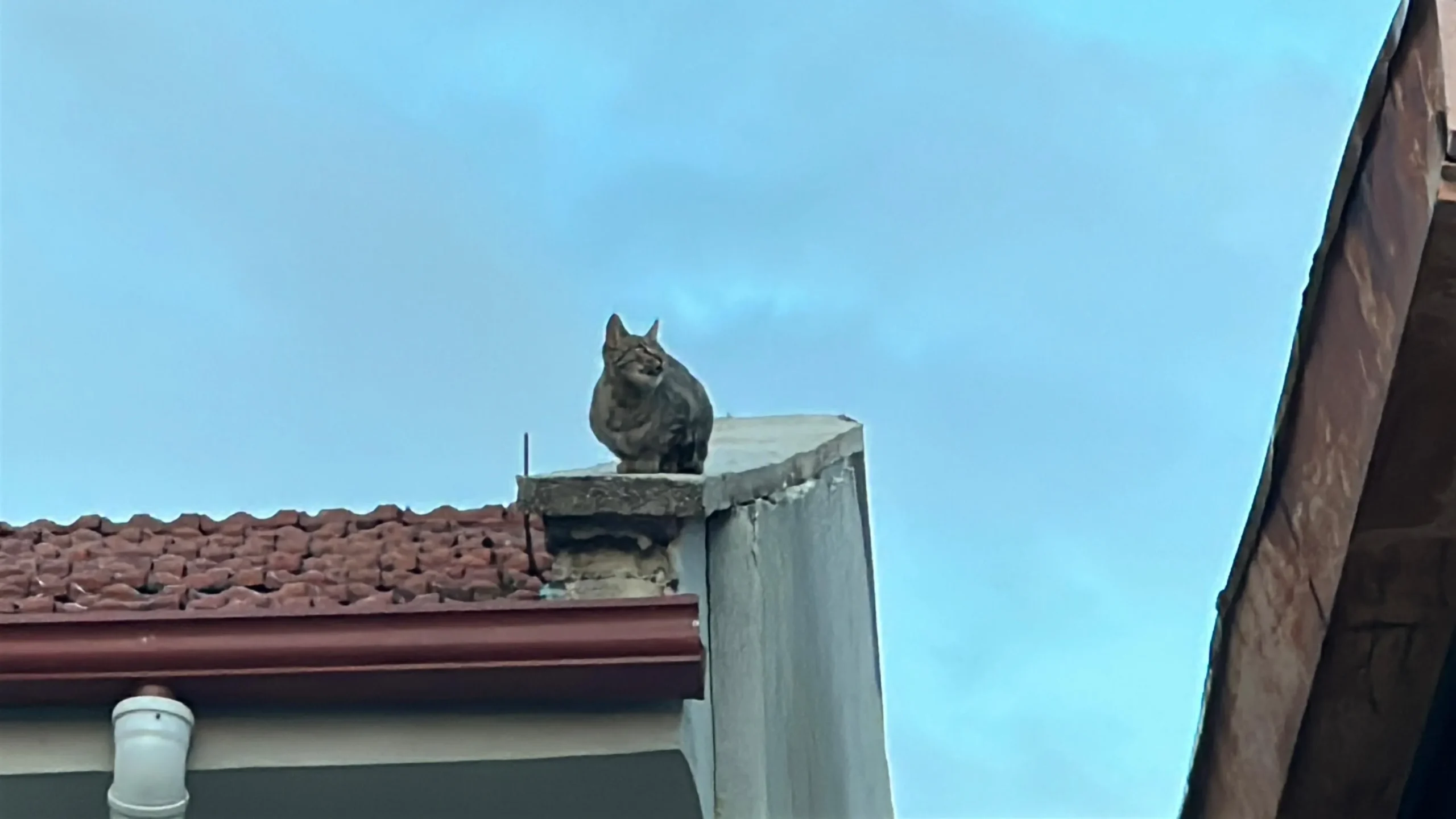 Eskişehir’de Her Gün Aynı Saatte Çatıda! Mahalle Kedisi Gündem Oldu!