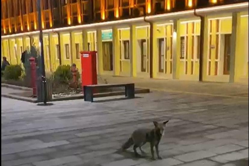 Eskişehir Tren Garı’nda şaşırtan ziyaretçi: Tilki yolcuları hayrete düşürdü!