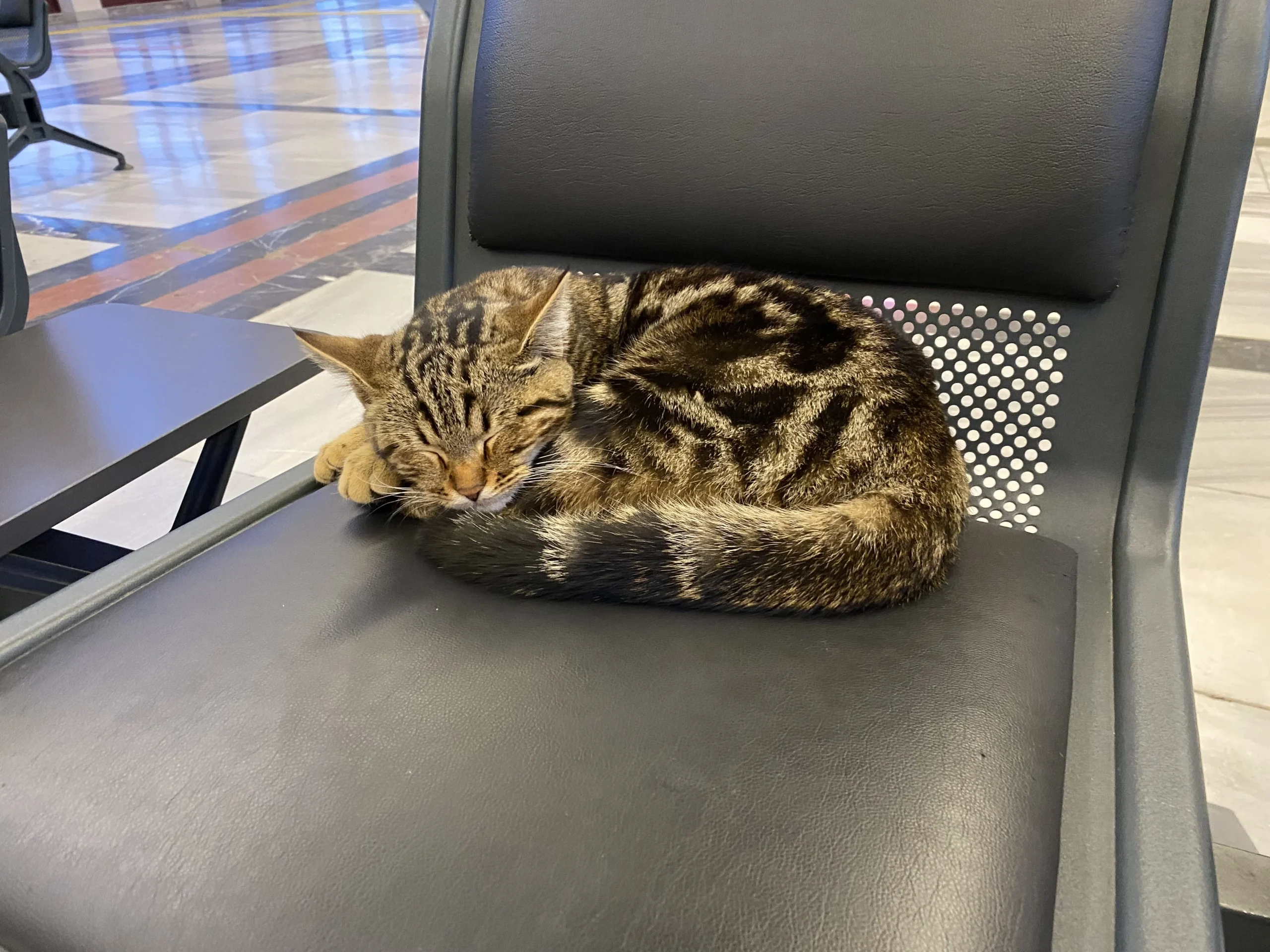 Eskişehir Tren İstasyonu’nda yürekleri ısıtan manzaralar: Yolcuların en sevimli arkadaşları oldular!