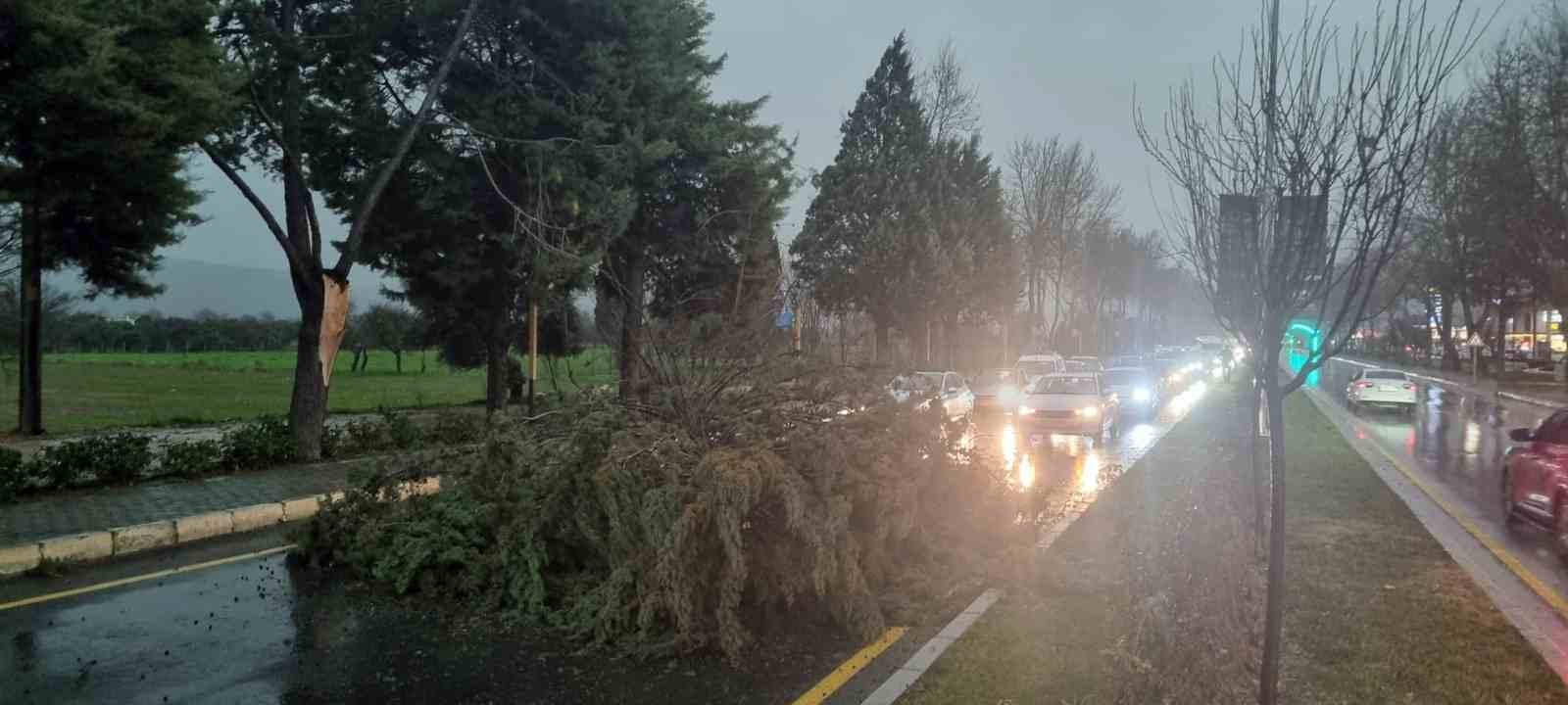 Menteşe’de şiddetli fırtınada ağaç devrildi, trafik durdu