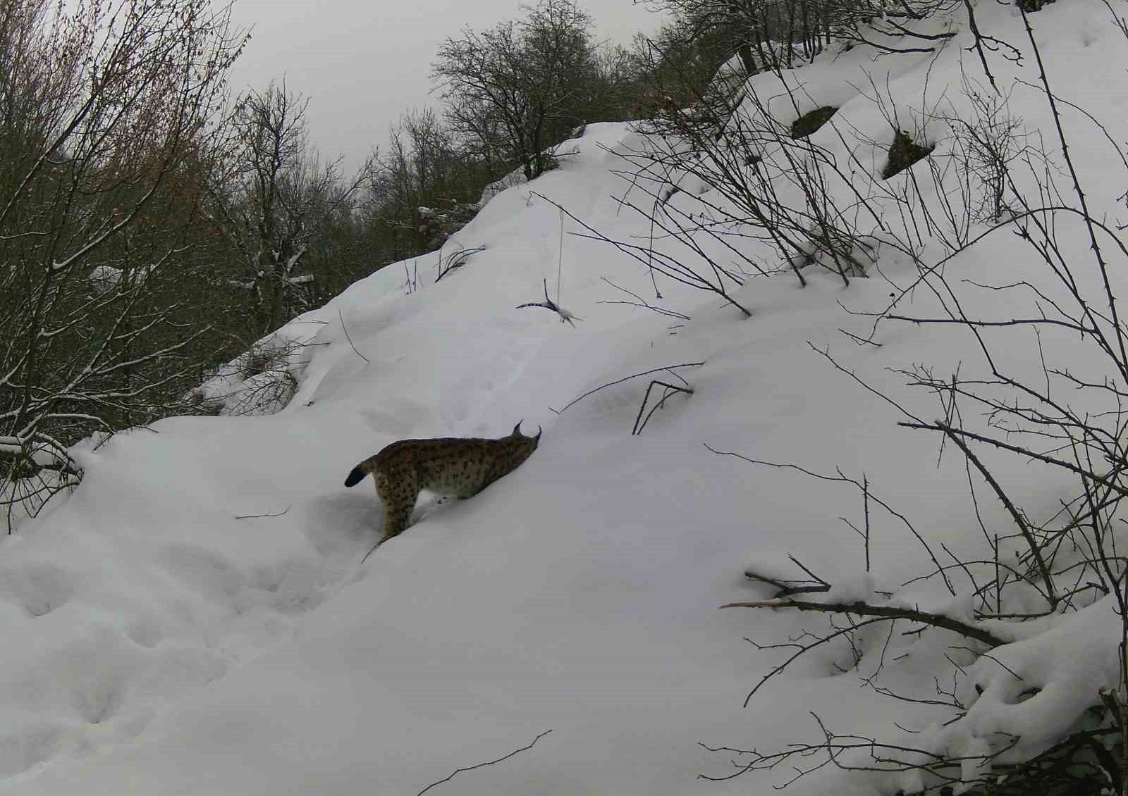 Erzincan’da vaşaktan kurda yaban hayatı kayıt altında