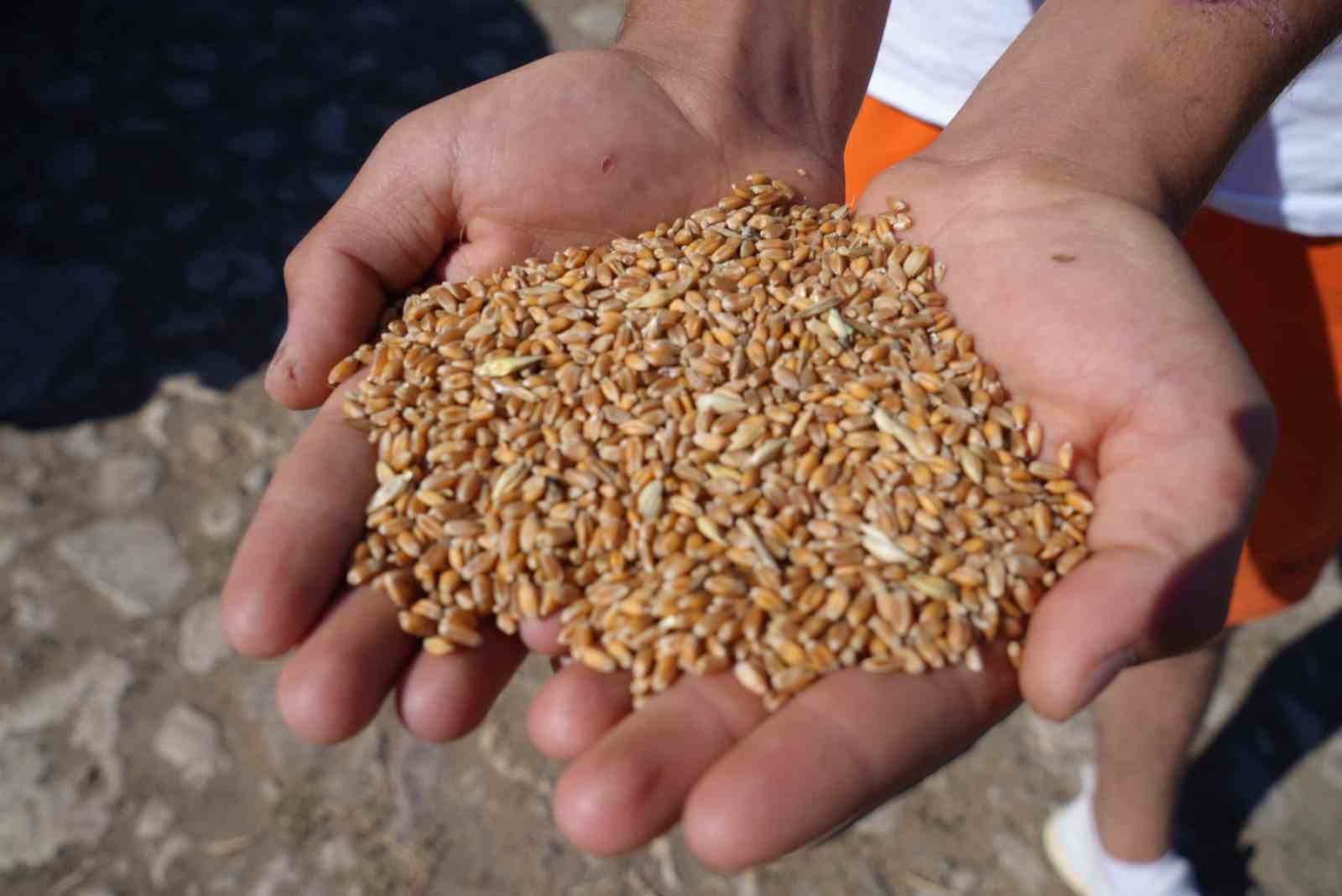 Demirözü’nde çiftçilere yüzde 100 hibeli üretim desteği