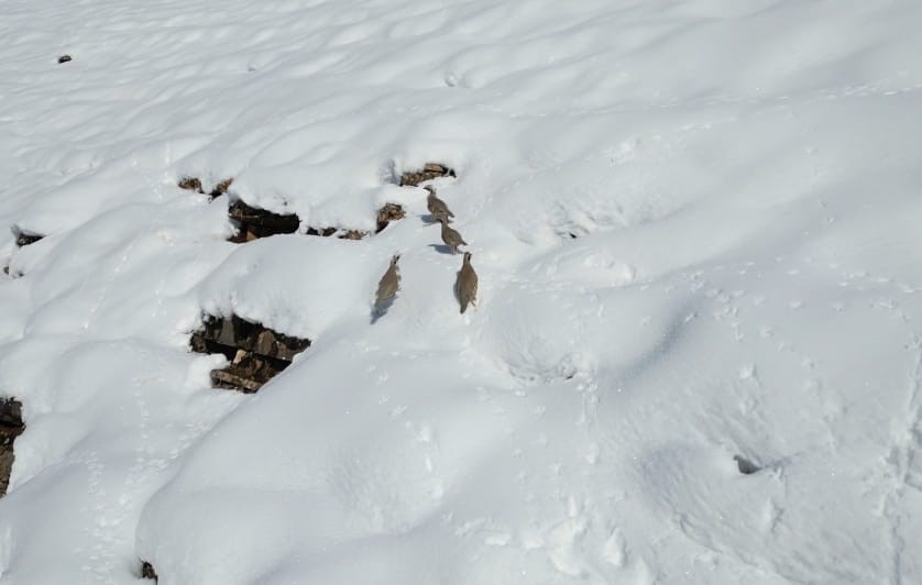 Şırnak’ta keklikler sürü halinde yiyecek aradı