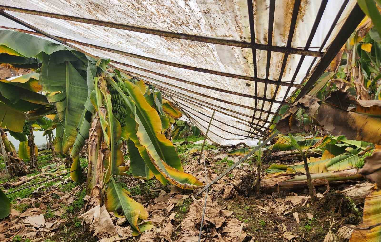 Mersin’de dolu sera çökertti, bahçelere zarar verdi