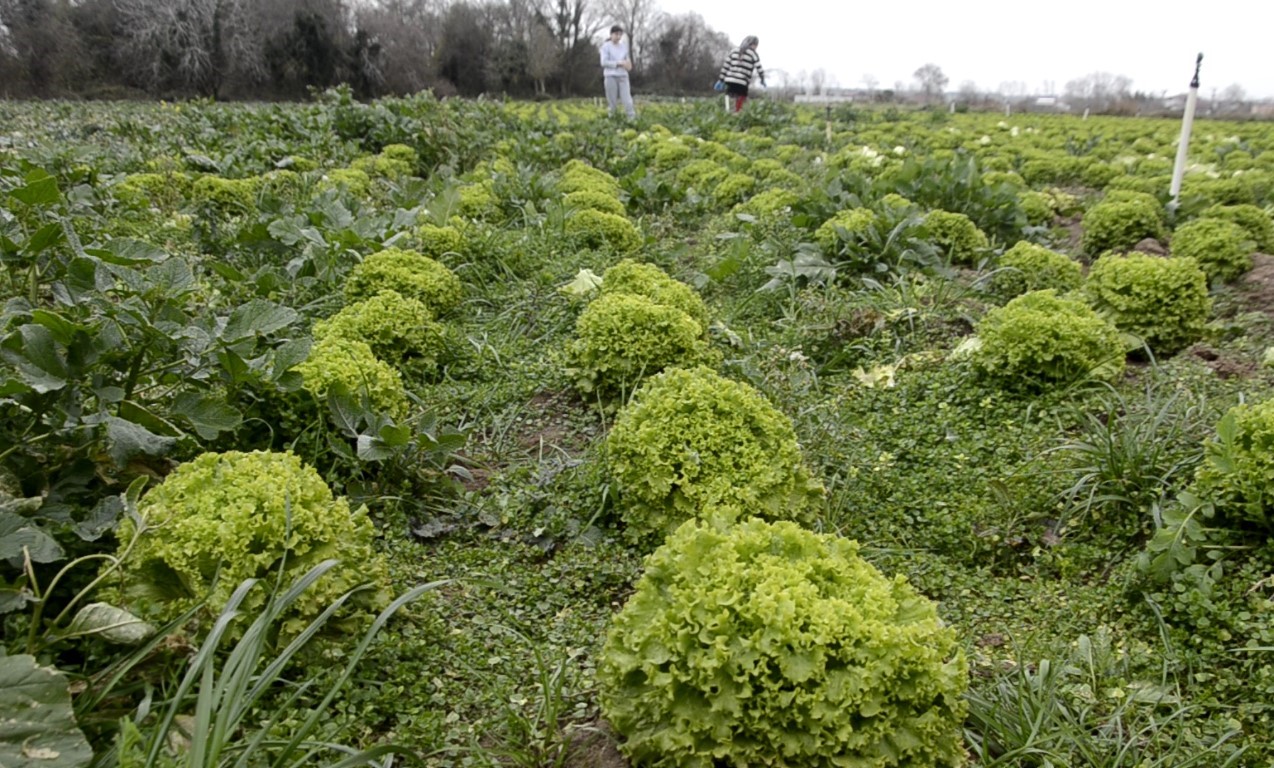 Bafra Ovası’nda 570 dekar alanda marul üretimi