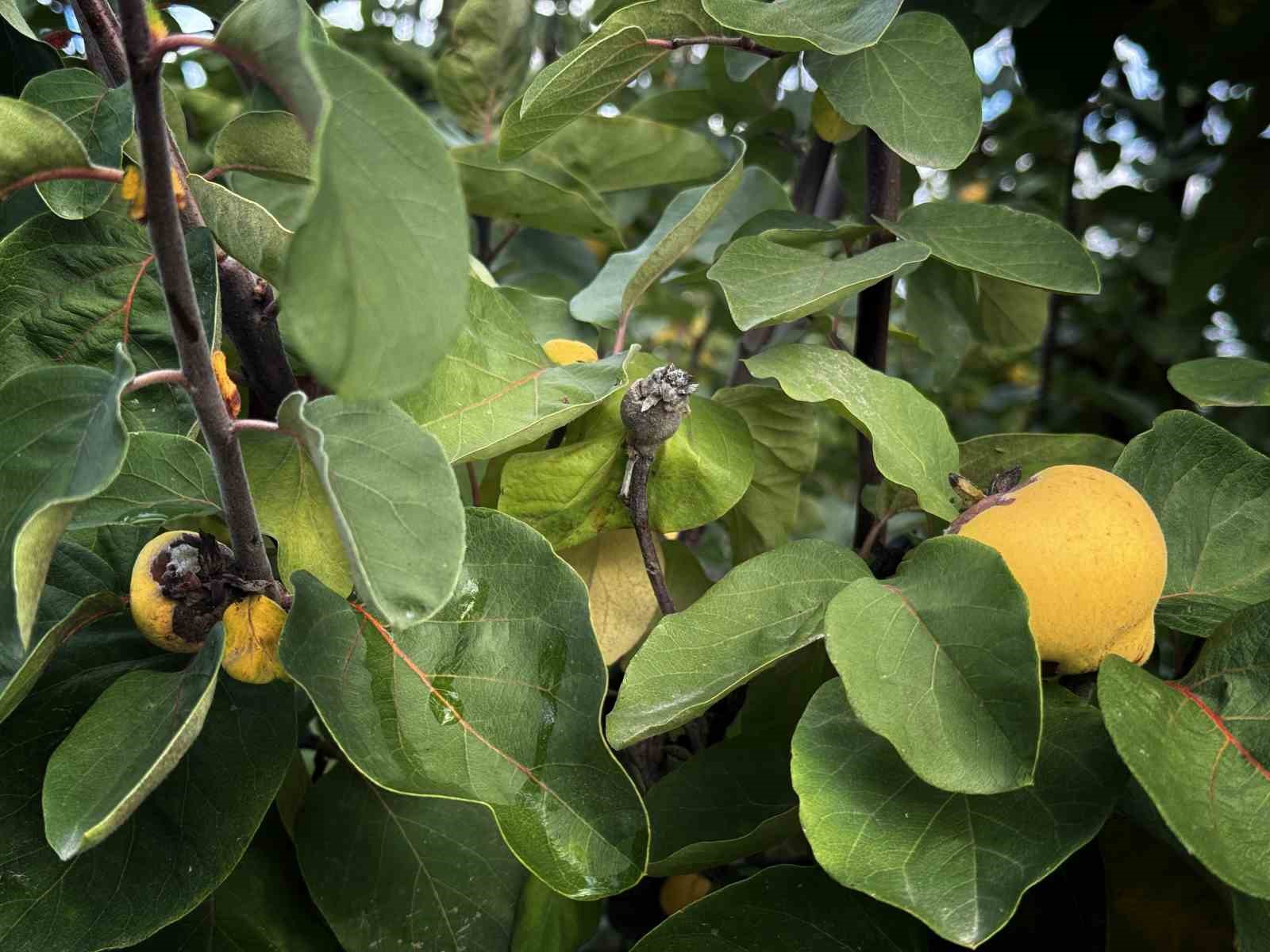 Bir yılda zirai dondan etkilenen üreticilere 54 milyon TL destek yapıldı