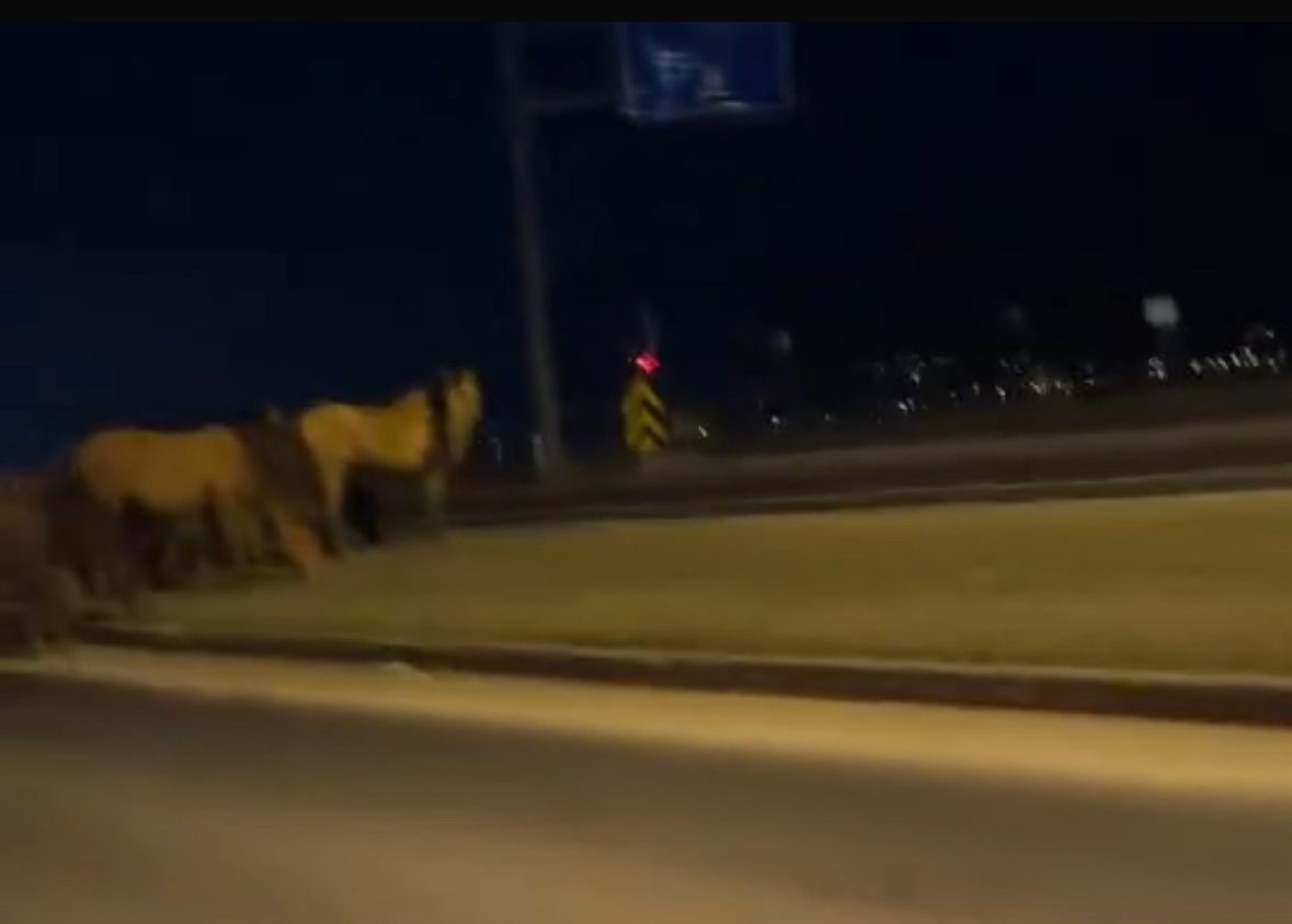 Bolu’da yılkı atları D-100’e indi: Orta refüjde otladılar