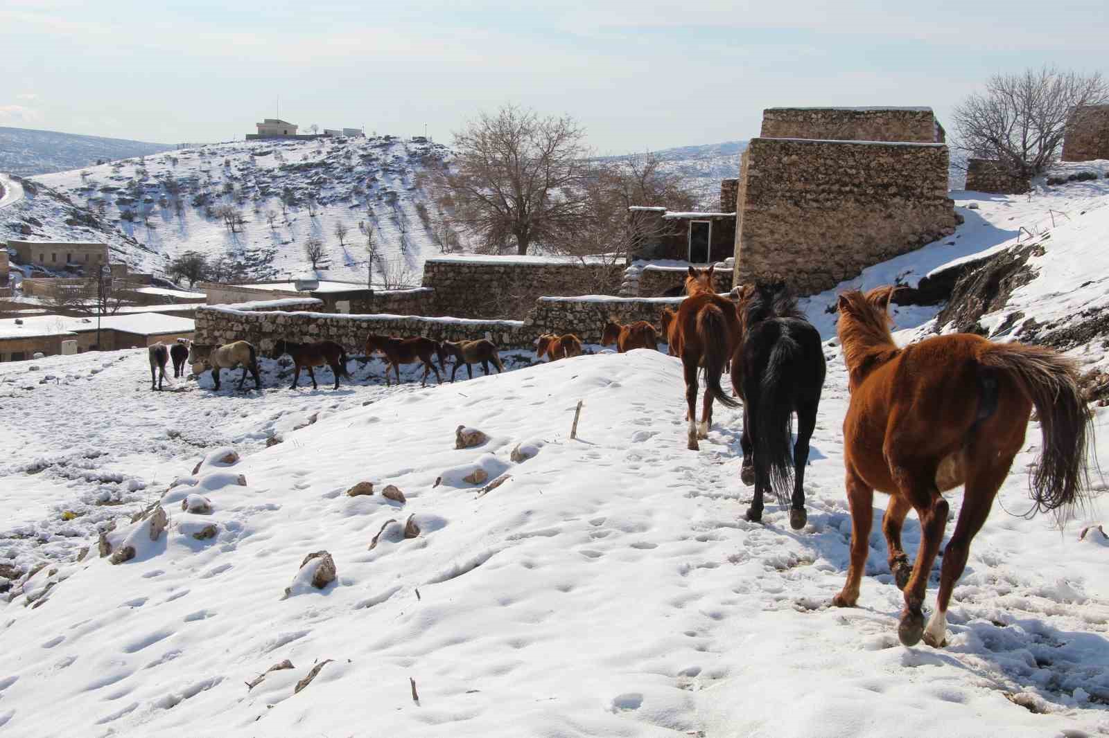 Yılkı atları fotoğrafçıların gözdesi oldu