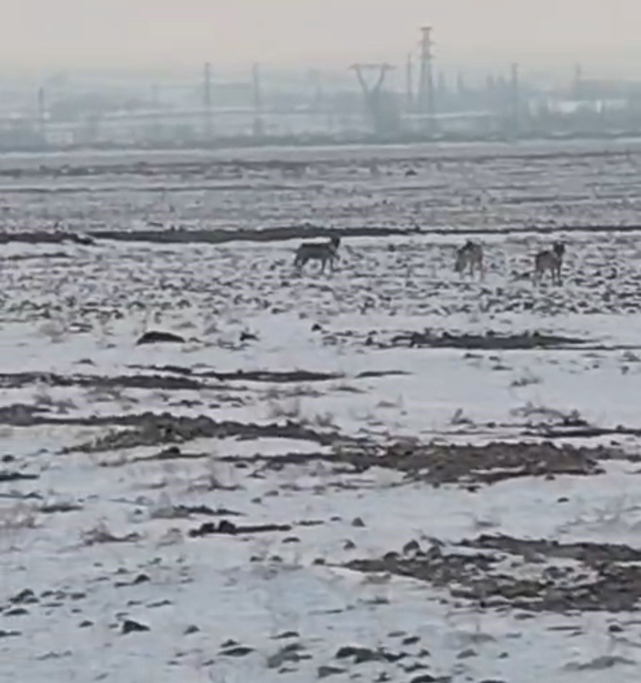 Aç kalan kurt sürüsü Iğdır ovasına indi