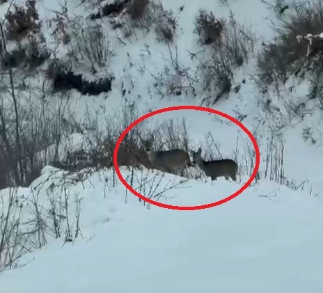 Akdağ’da karacalar görüntülendi