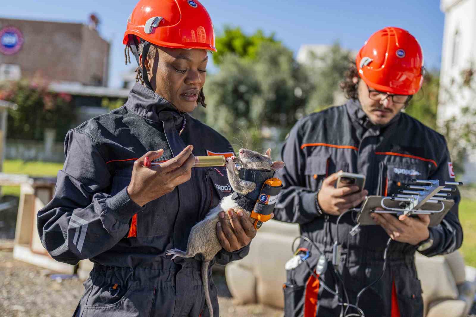 Arama kurtarmada yeni dönem: Enkaz altında kalanları kahraman fareler kurtaracak