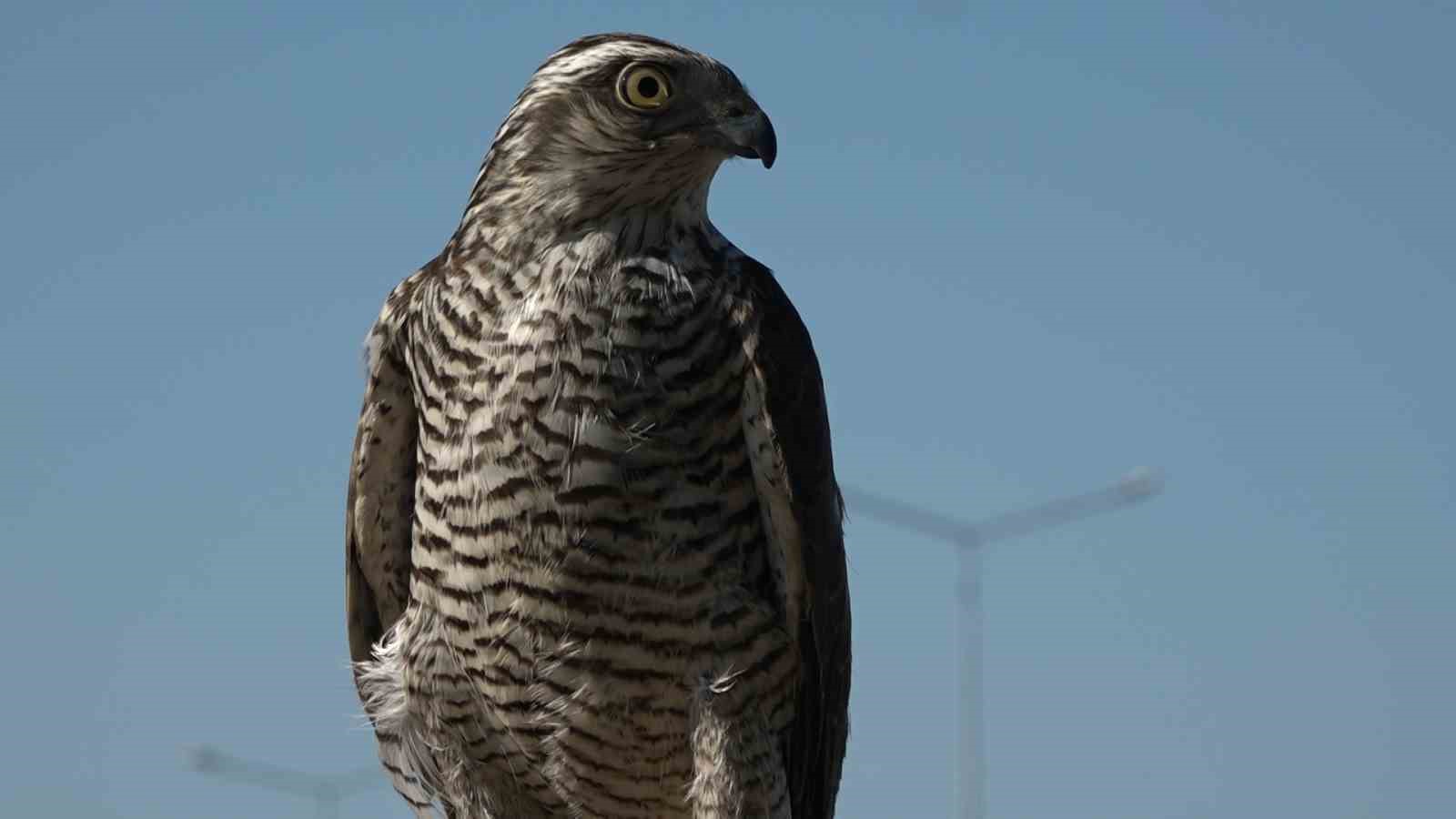 Atmacacılığın serüveni