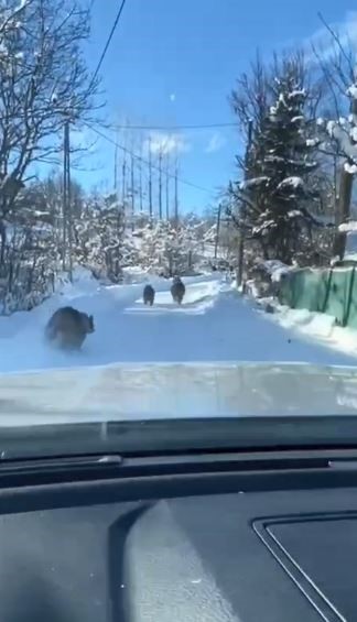 Ayı ve yavruları güpegündüz köy yolunda görüntülendi