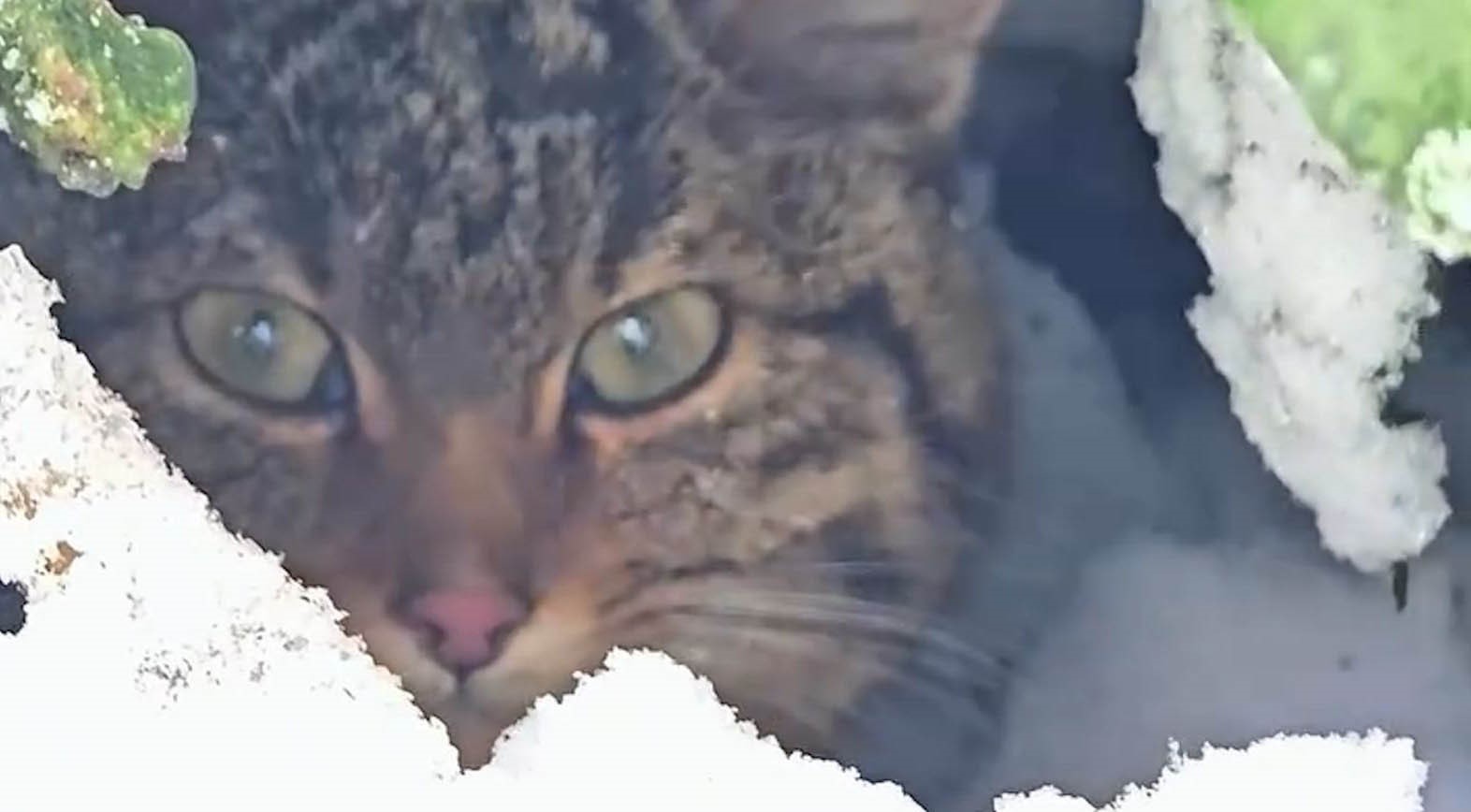 Bolu’da karlar arasında yaban kedisi görüntülendi