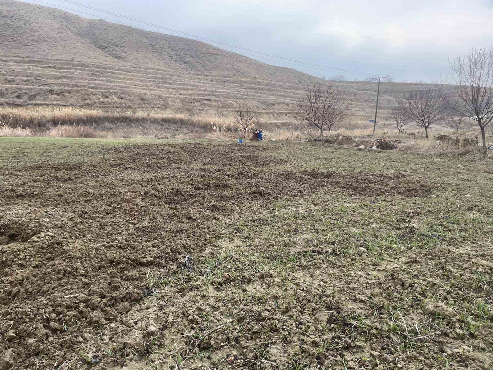 Elazığ’da domuzlar ekili 10 dönüm araziyi talan etti