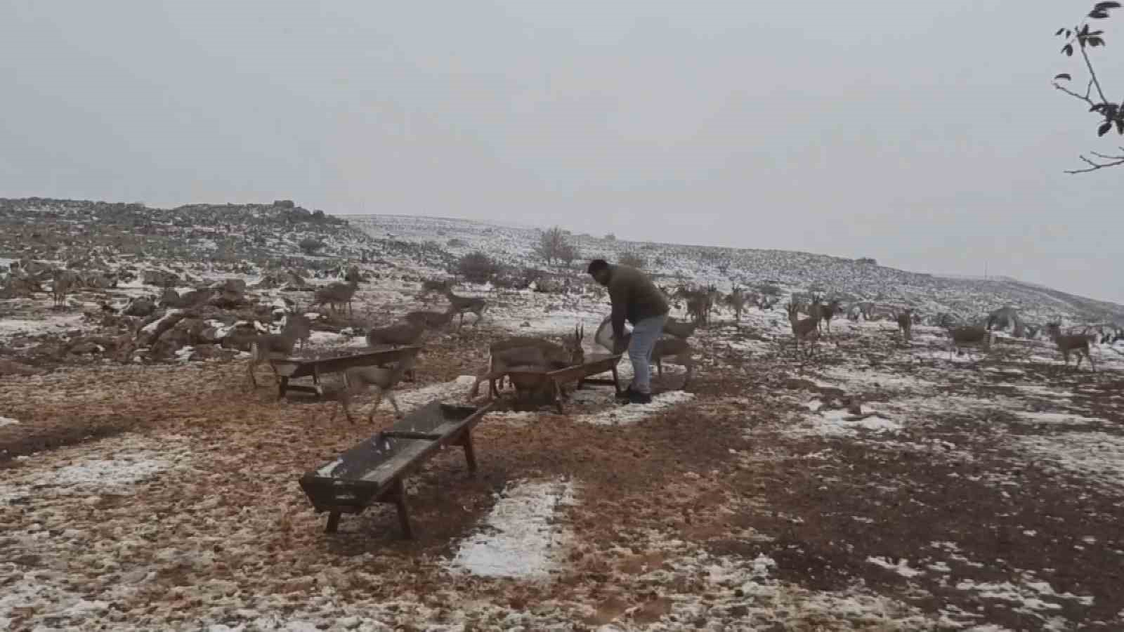 ‘Gazella gazella’ dağ ceylanlarının kar keyfi
