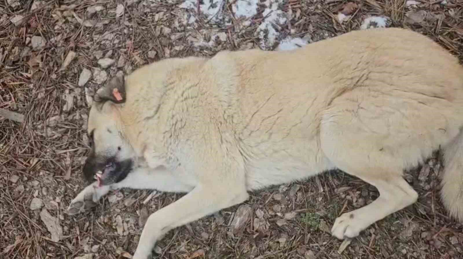 Hayvansever kadın ile belediye personeli arasında köpek tartışması