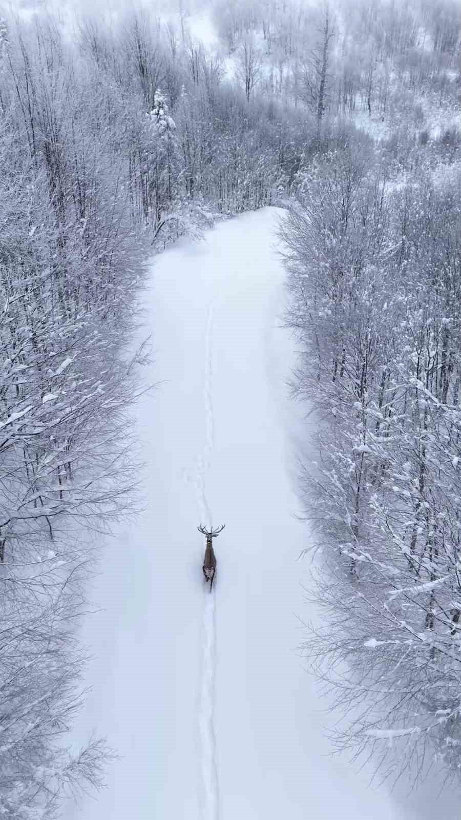 Karların arasında süzülen kızıl geyik havadan görüntülendi