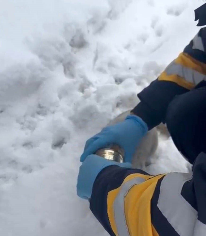 Kedinin başına sıkışan konserveyi sağlık ekipleri çıkardı