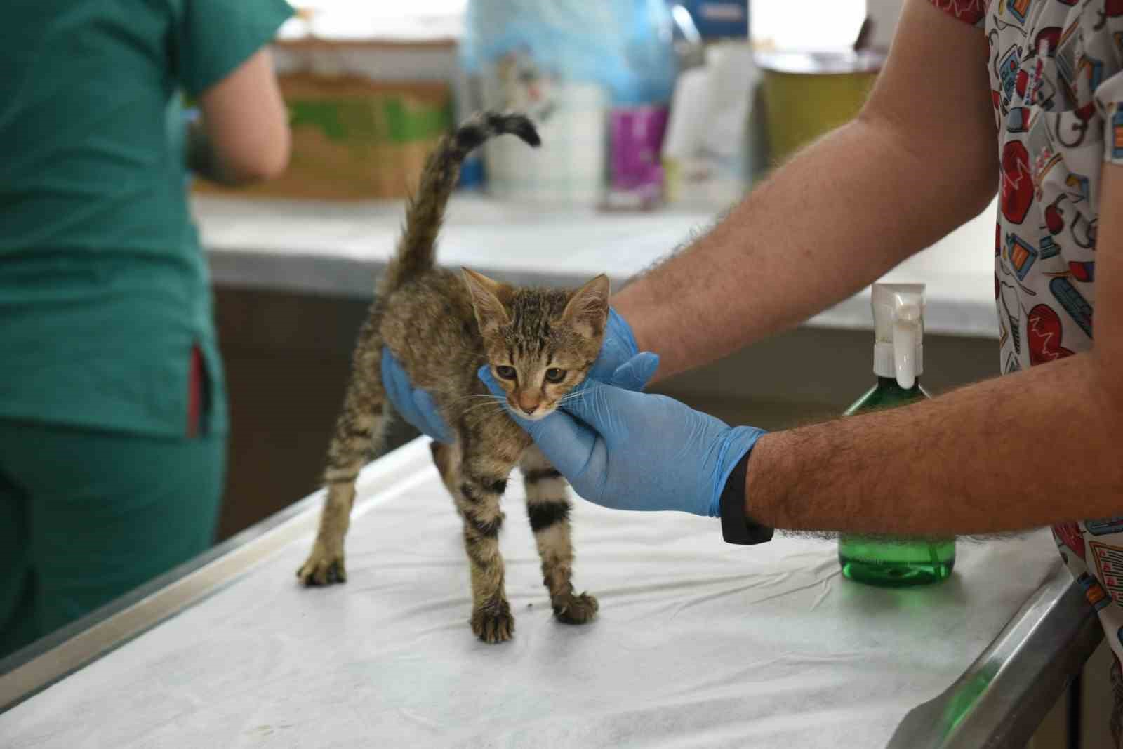 Kepez’in şefkat eli 2025’te binlerce can dosta uzandı