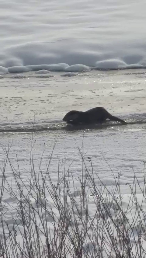 Murat Nehri’nde su samurları görüntülendi