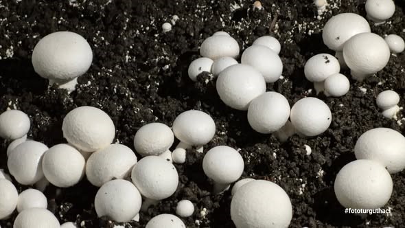 Öğrencilerin yetiştirdiği kültür mantarı hasadı yapıldı