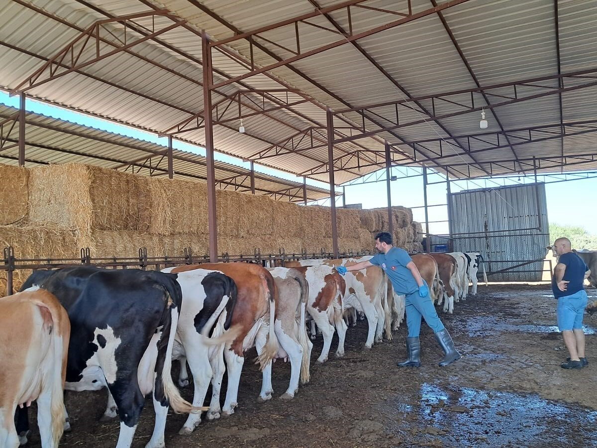 Söke’de 8 mahallede şap karantinası kaldırıldı