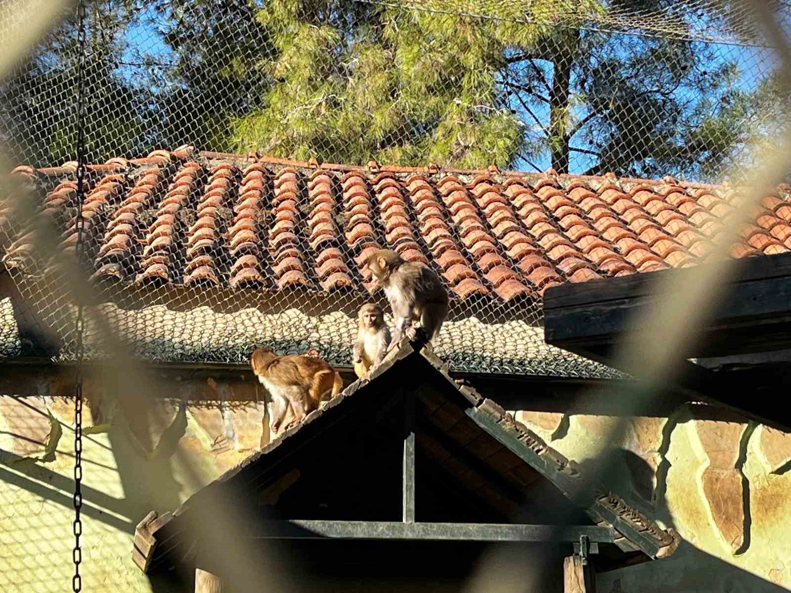 Terminalde koli içinde yakalanan yavru maymunun ’Fıstık’ gibi hayatı oldu