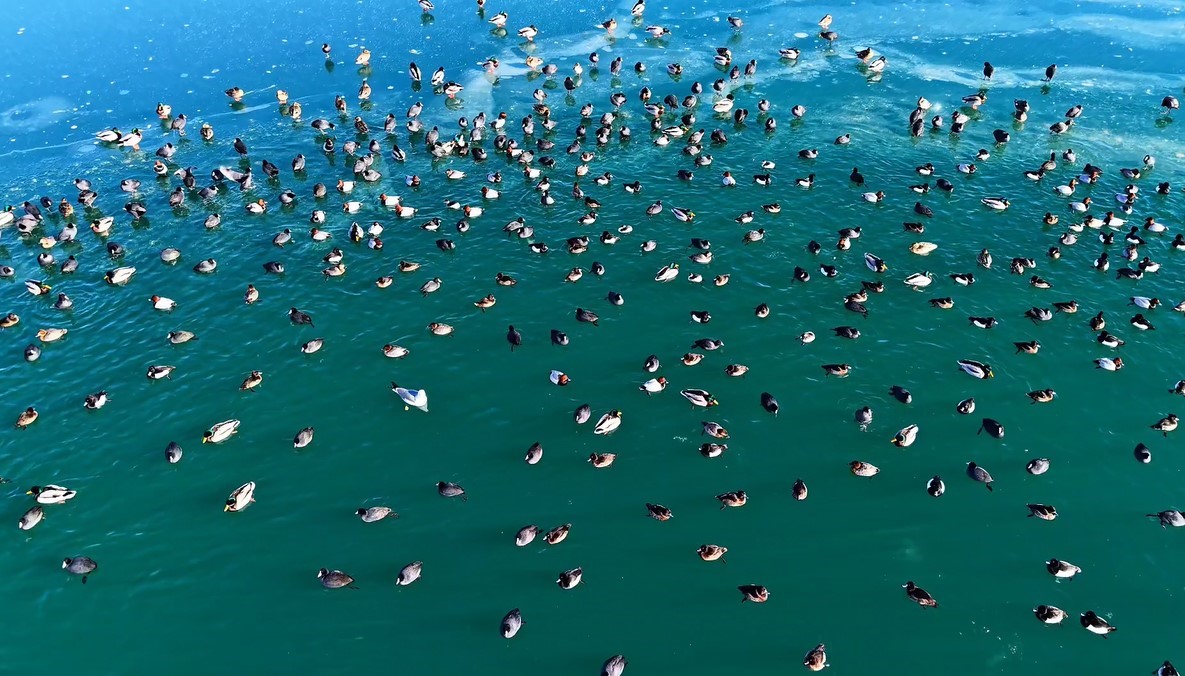Nazik Gölü’nde ördekler görsel şölen oluşturdu