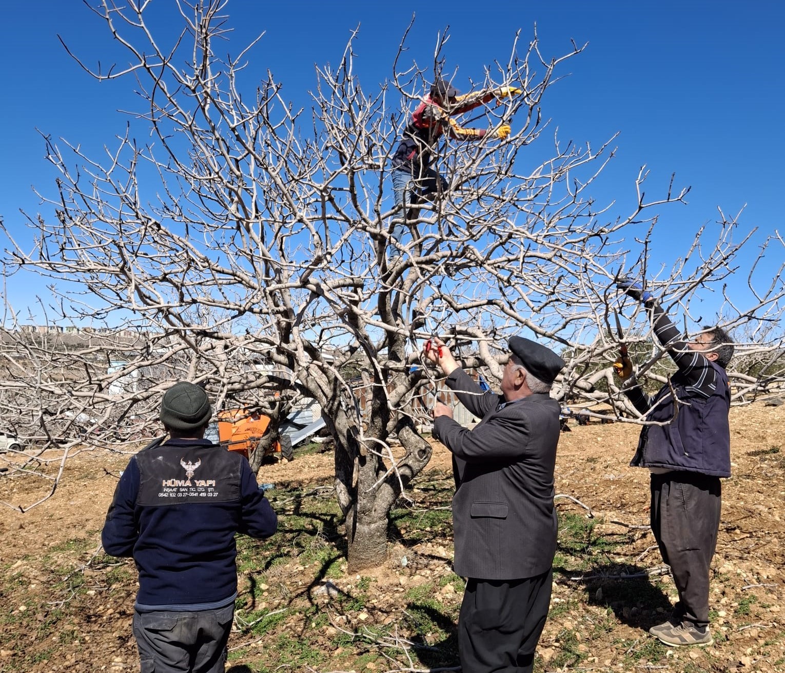 Antep fıstığında bakım ve budama zamanı
