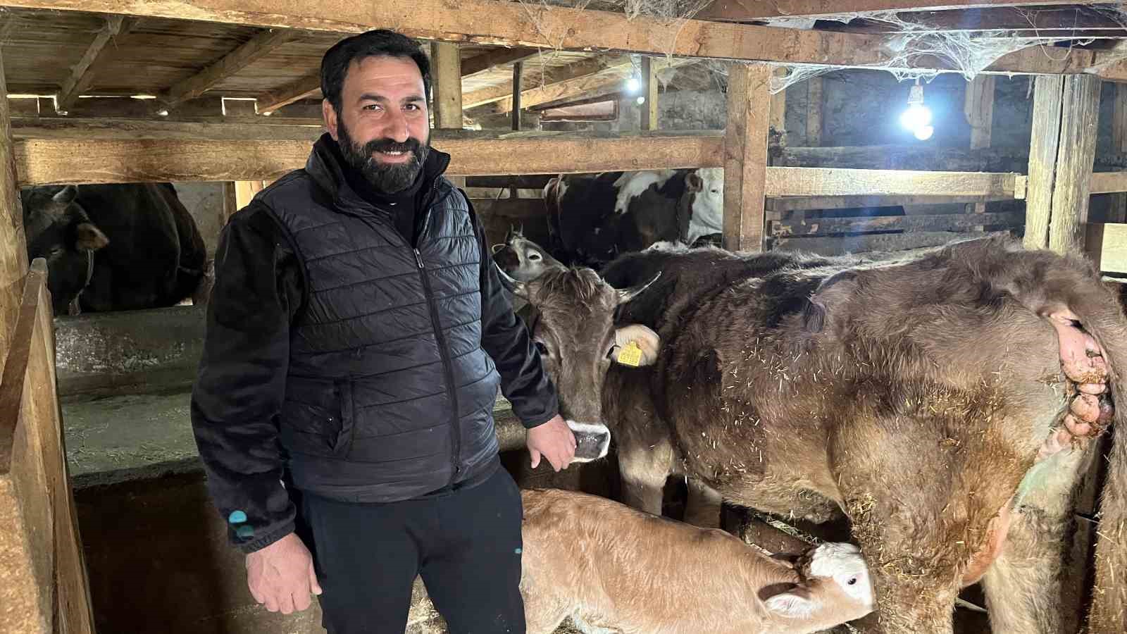 Hasta doğan buzağıları buhar makinesiyle hayata bağlıyor