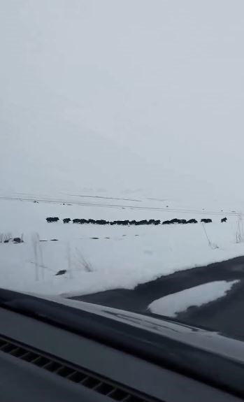 Karlı arazide ilerleyen domuz sürüsü görüntülendi