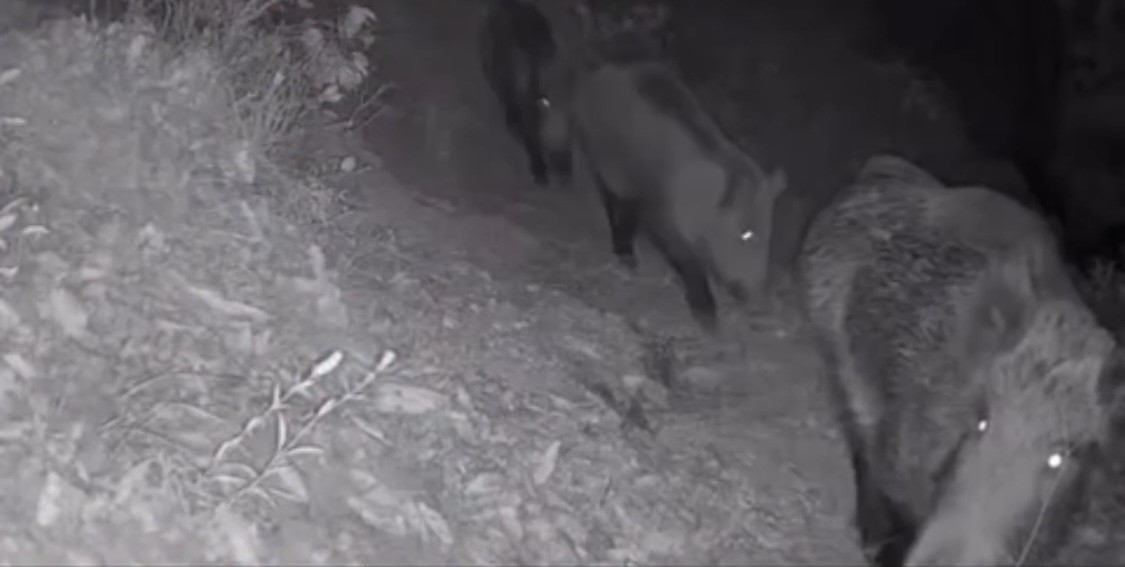 Diyarbakır’da yaban hayvanları foto kapana yakalandı