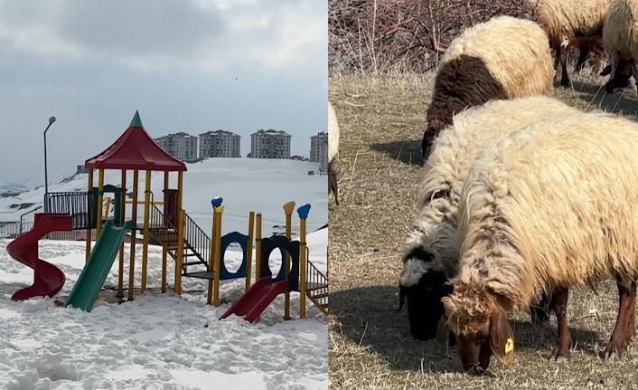 40 kilometre arayla iki mevsim: Yüksekova’da kar, Esendere’de bahar mesaisi