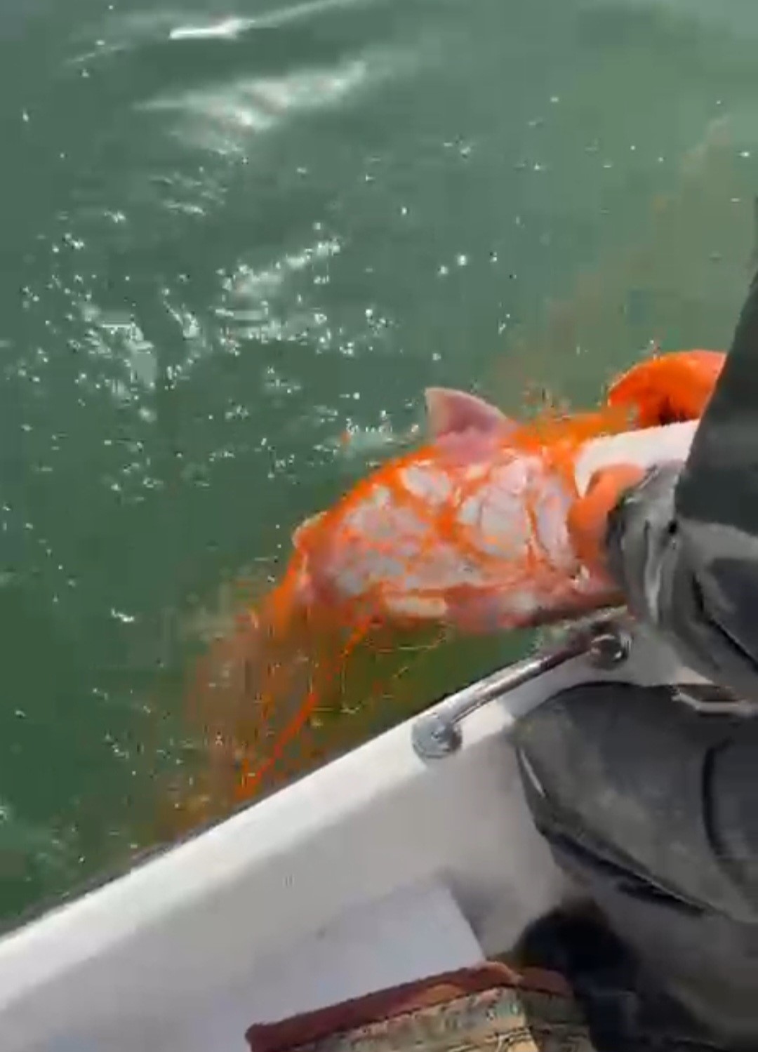 Elazığ’da 30 kiloluk dev Fırat turnası yakalandı