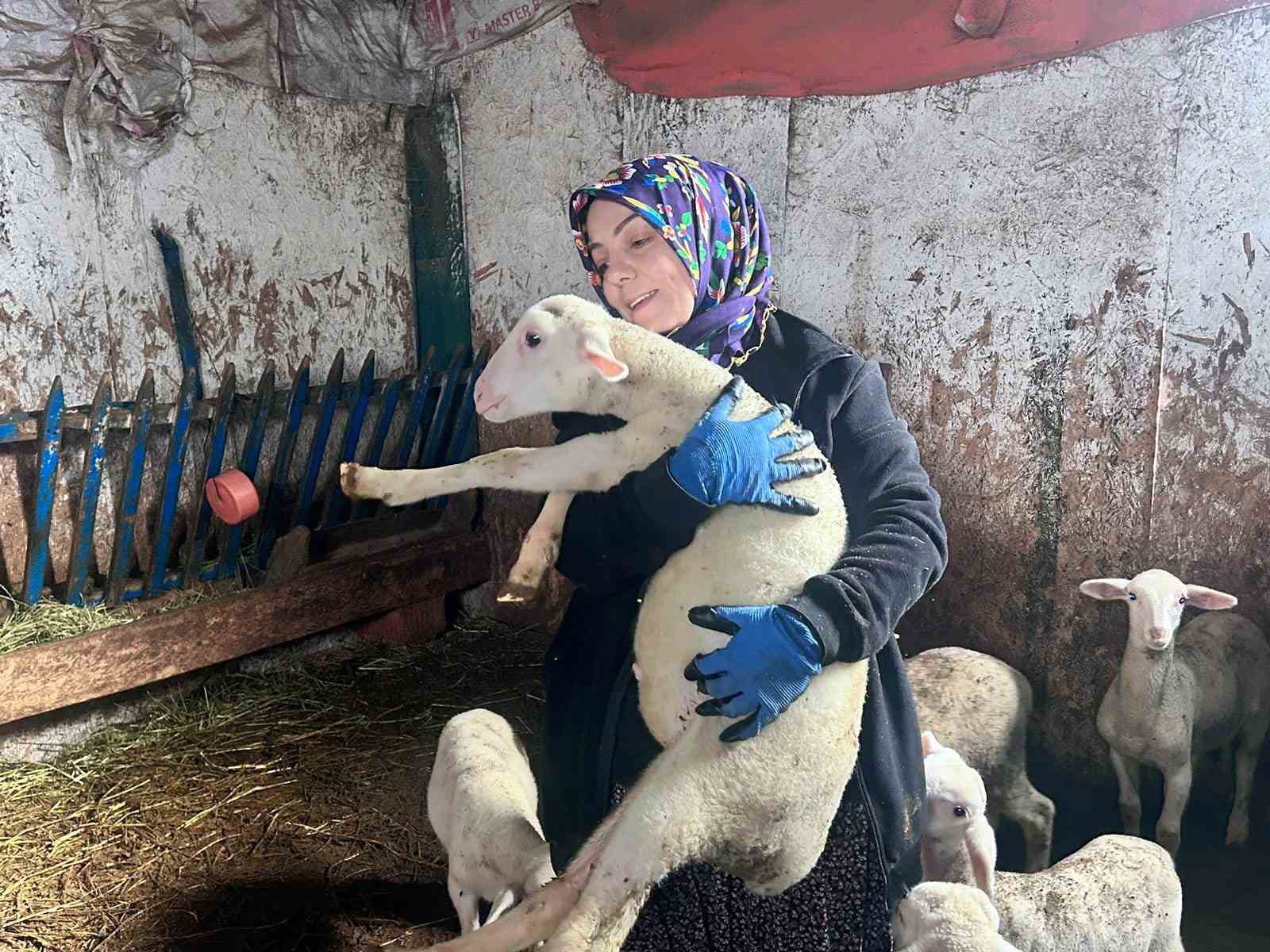 Şehir hayatını bırakıp üretime yöneldi: Kadın girişimci Fransız koyunlarıyla dikkat çekiyor
