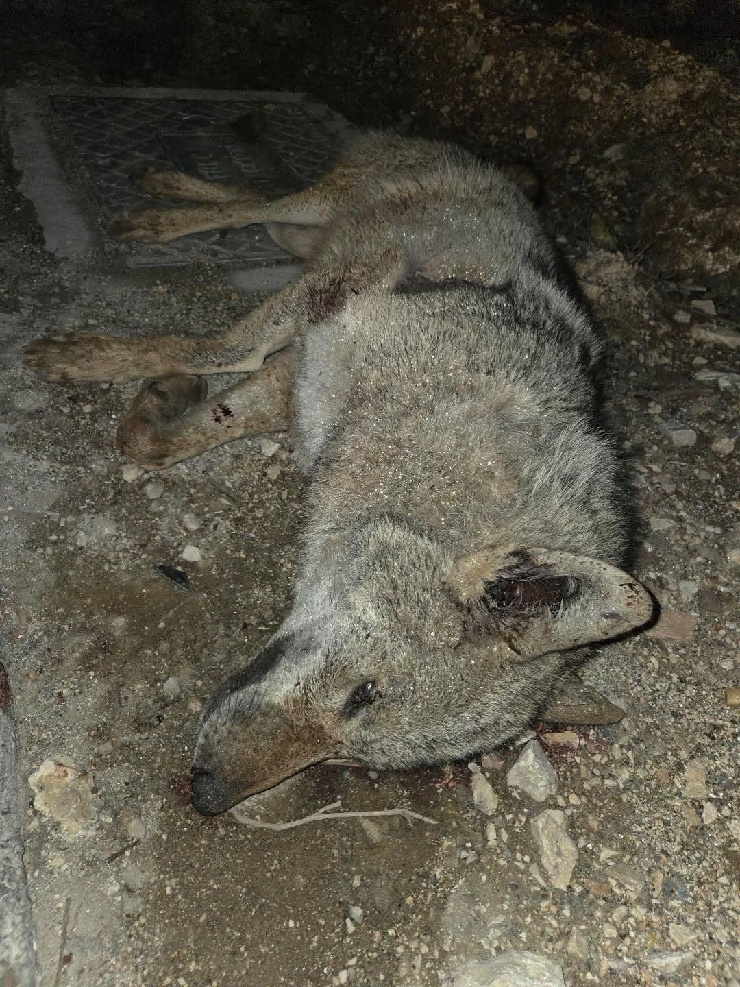 Otomobilin çarptığı kurt telef oldu