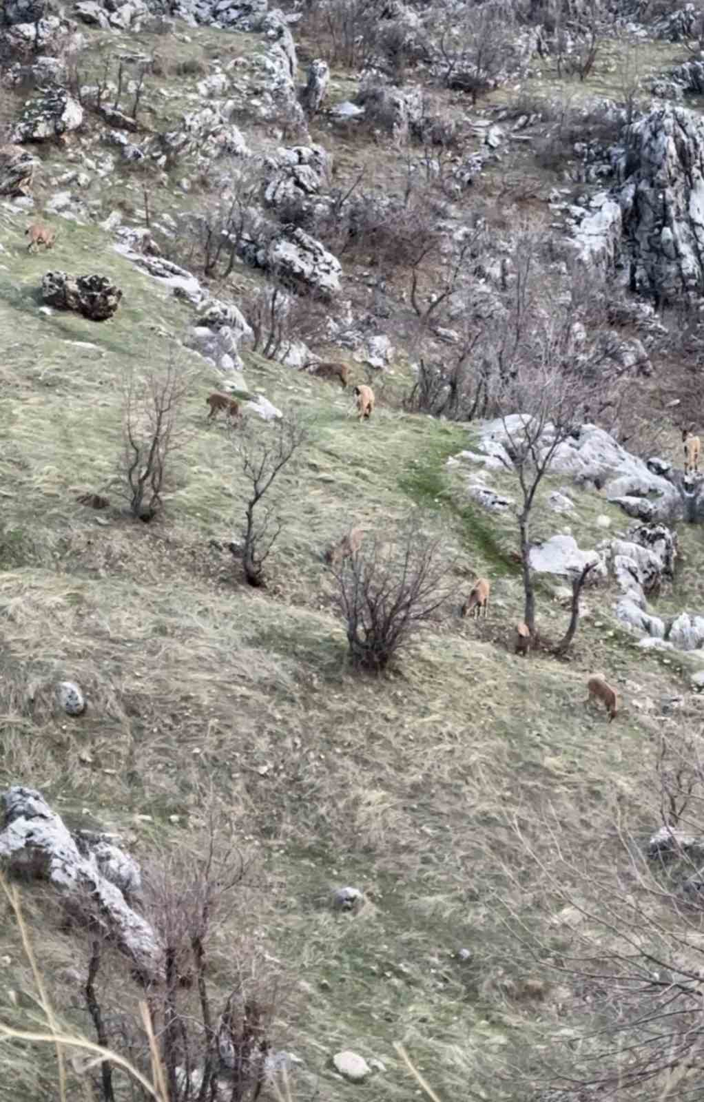 Diyarbakır’da nesli koruma altında olan dağ keçileri görüldü