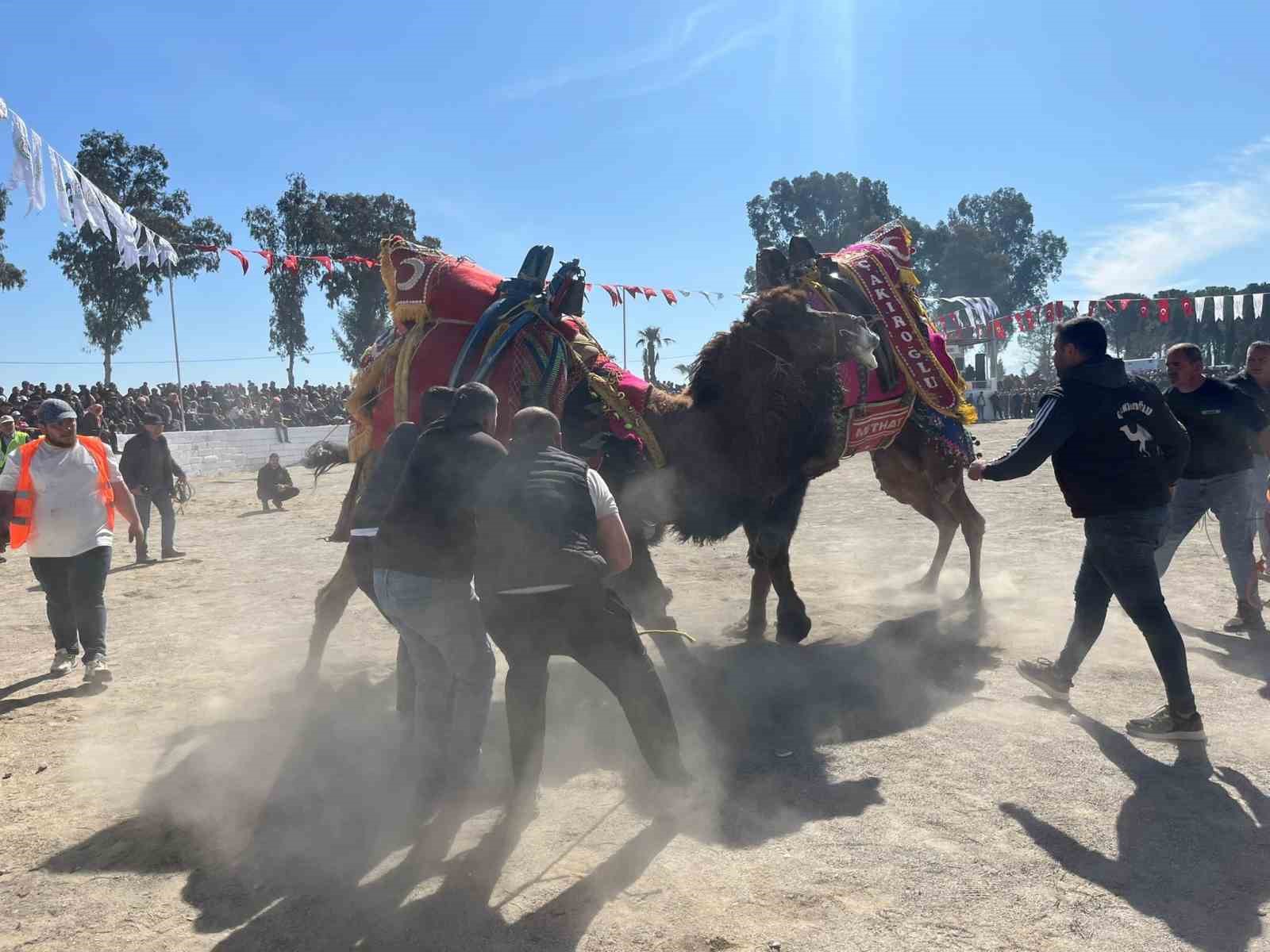 Şap karantinası kalktı, deve güreşleri İncirliova’da başladı