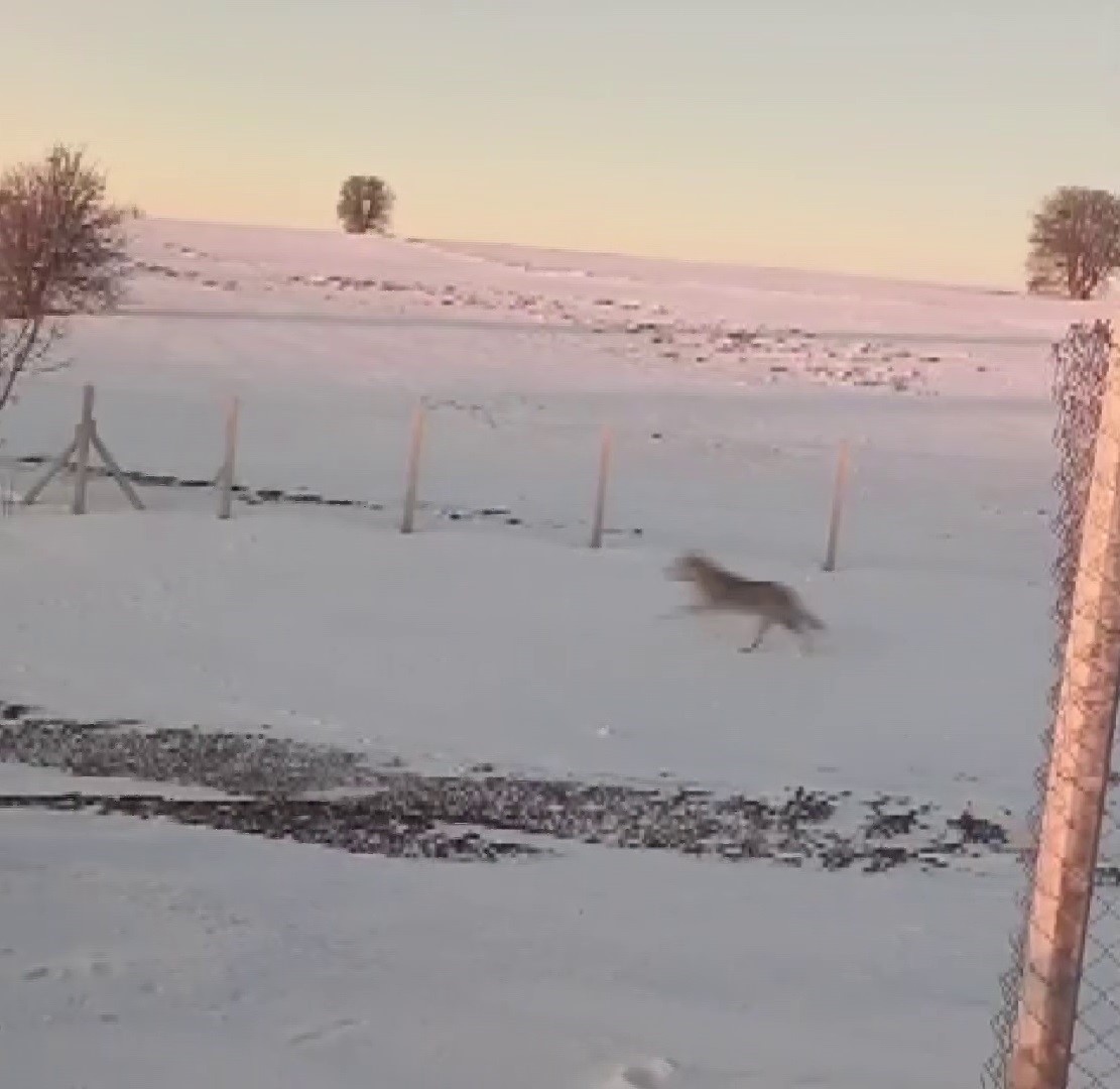 Sürüden ayrılarak mahsur kalan kurt, cep telefonu ile görüntülendi