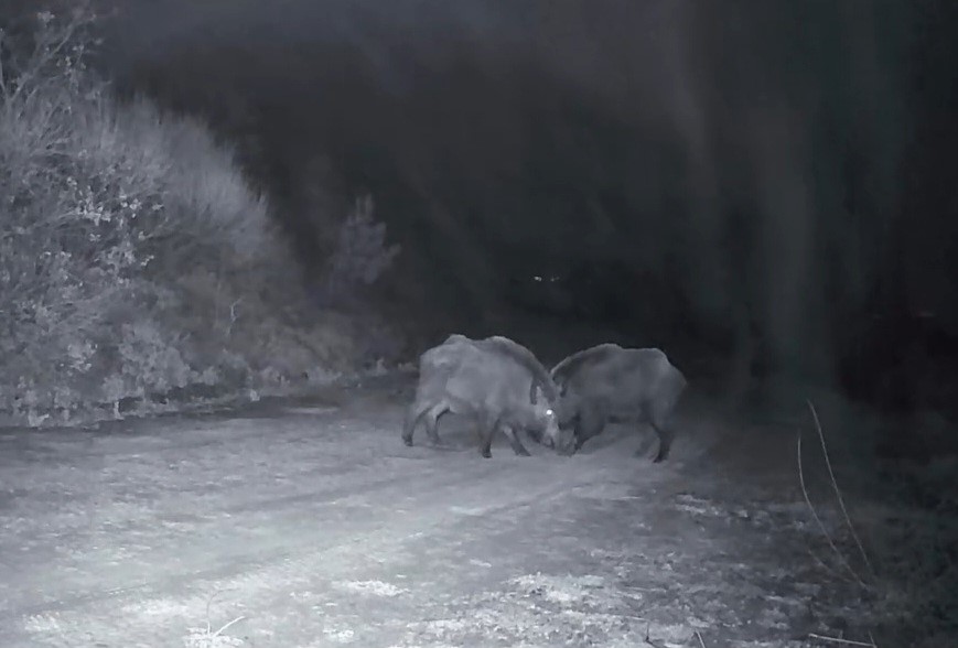 Ganos Dağları’nda domuz sürüsünün kavgası kameraya yansıdı