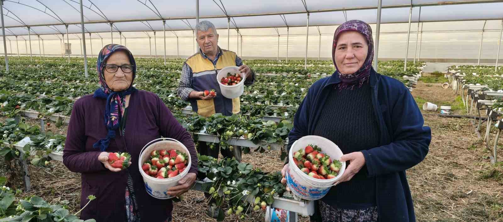 Silifke’de örtü altı çilekte bahar hasadı: Kilosu 140 ile 160 TL arasında