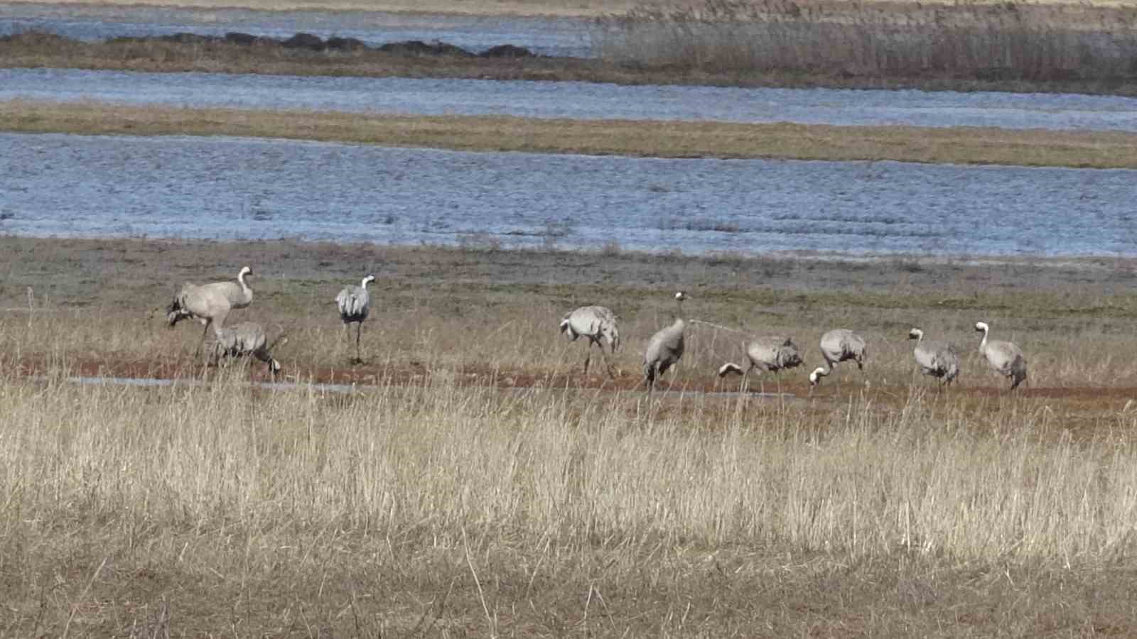Baharın ilk habercilerinden turnalar kendini gösterdi