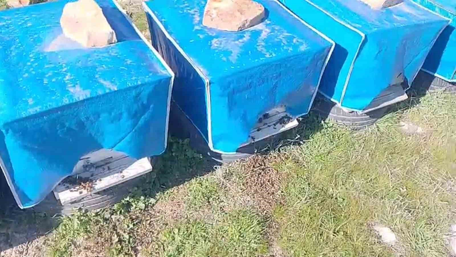 Mersin’de zamansız zirai ilaçlama arıların ölümüne sebep oldu