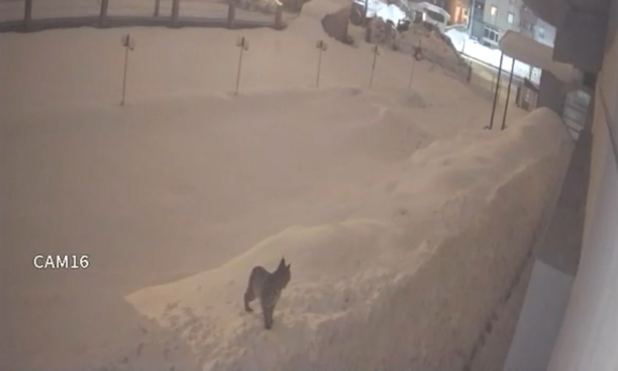 Yüksekova şehir merkezinde vaşak görüntülendi