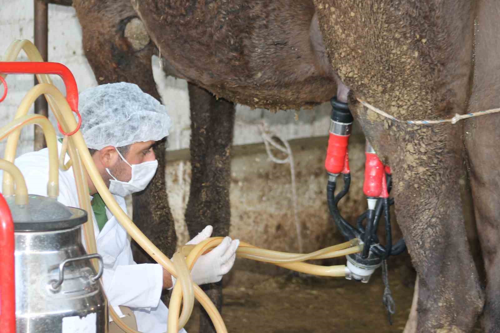 Deve sütü gıda teknolojisine giriyor