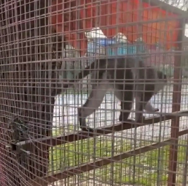 Denizli’de 3 örümcek maymunu ele geçirildi