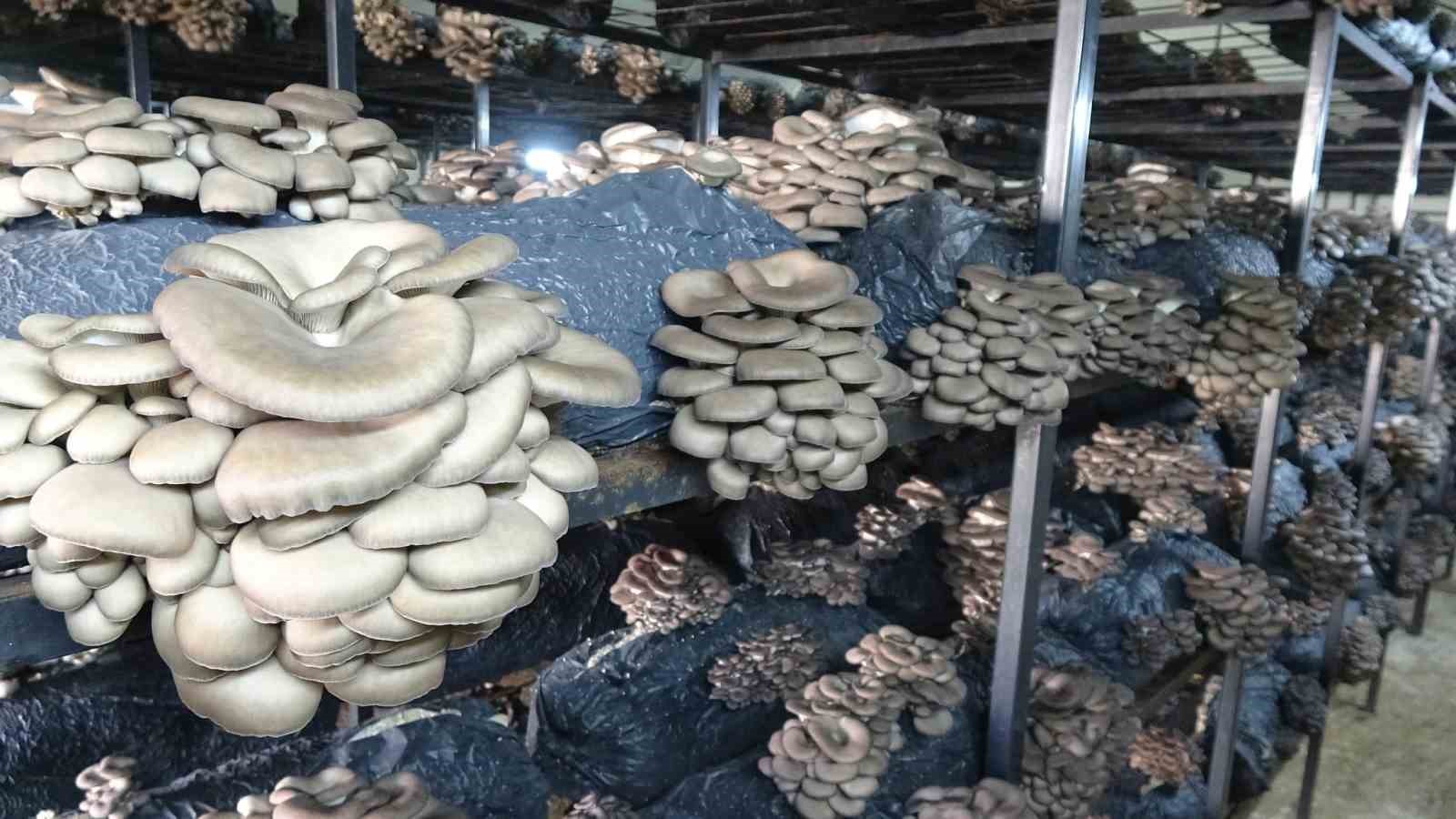 Çarşamba’da istiridye mantarı üretimi artıyor